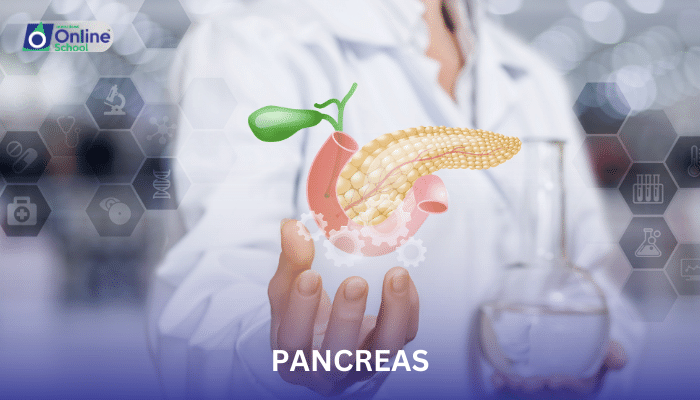 Lesson 11: Structure and Function of the Pancreas